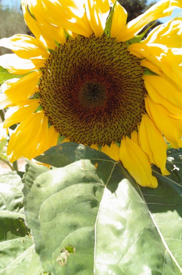 sigma-dp1-camera-sunflower-f-6.0-jpg.jpg