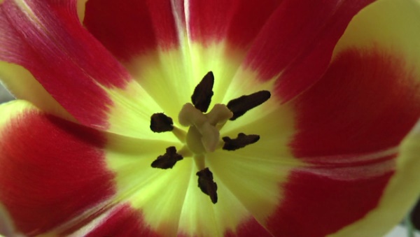 panasonic-ag-hsc1up-camera-red-tulip