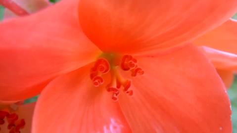 jvc-gz-hm400u-video-camera-orange-flower