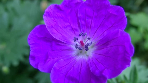 jvc-gz-hm400u-video-camera-purple-flower