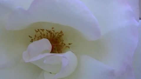 jvc-gz-hm400u-video-camera-white-rose