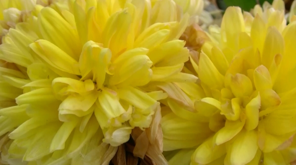 jvc-gz-hm1-video-camera-yellow-chrysanthemum