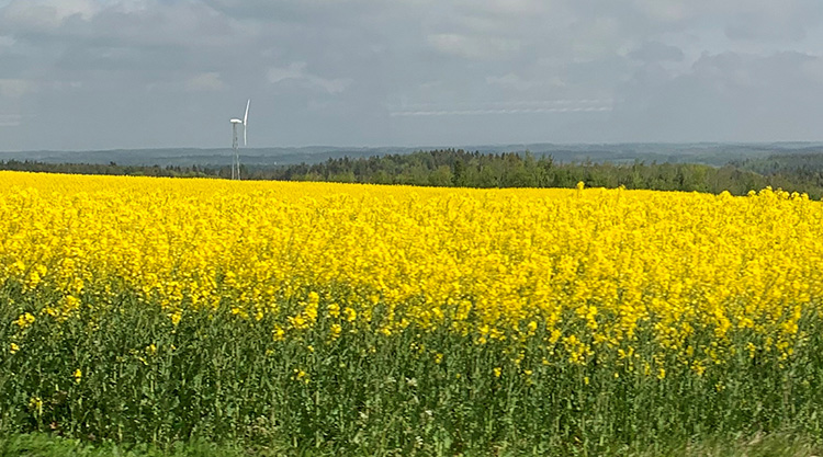 Denmark Yellow FLower Fields